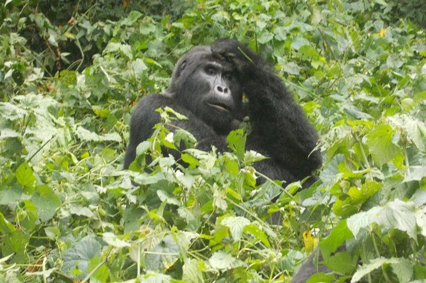 3 Days Bwindi Gorilla Trekking tour 2
