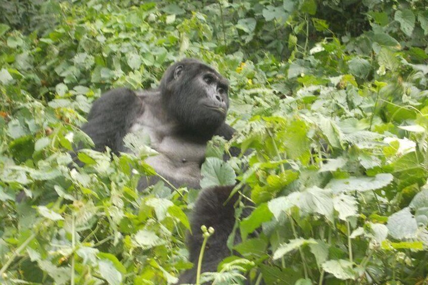 3 Days Bwindi Gorilla Trekking tour 2