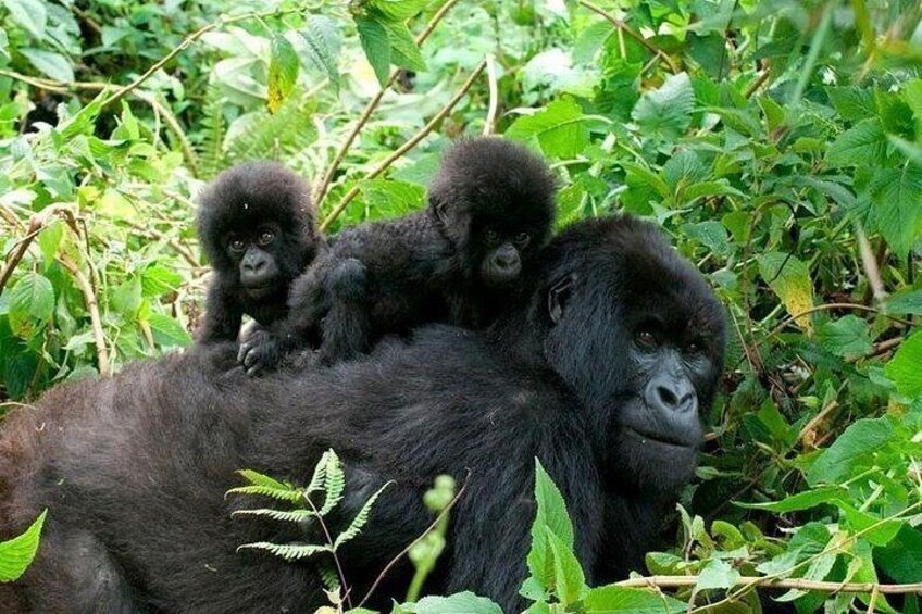A gorilla with two infants on its back, surrounded by dense green foliage. 1