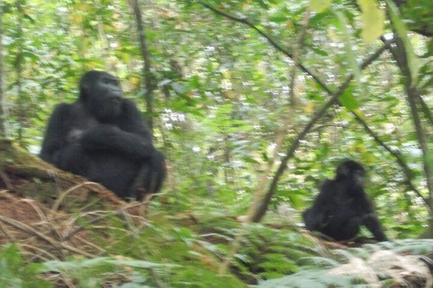 3 Days Bwindi Gorilla Trekking tour 4
