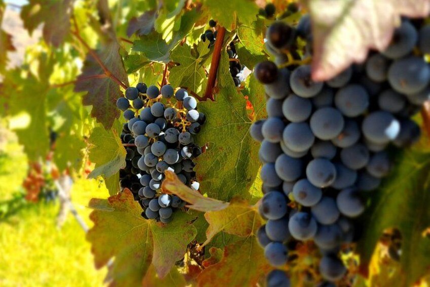 Clusters of dark purple grapes on a vine with green leaves. 3