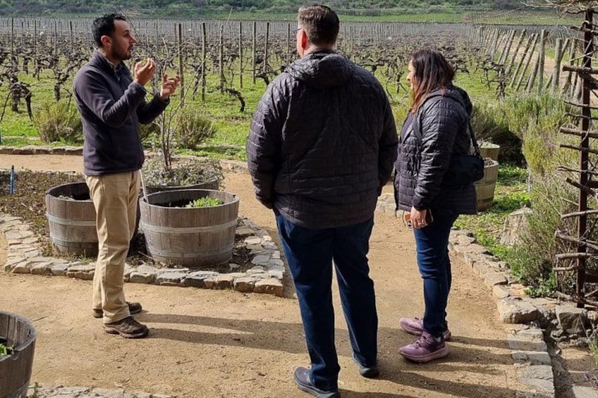 Three people standing in a vineyard with rows of grapevines and large wooden barrels. 3