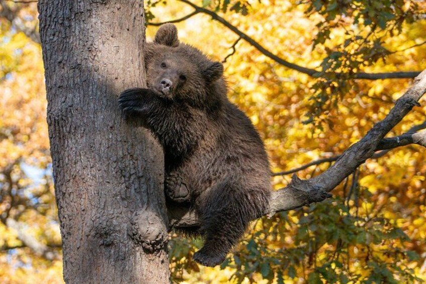 One day tour Dracula Castle. Libearty Bear Sanctuary. from Brasov 3
