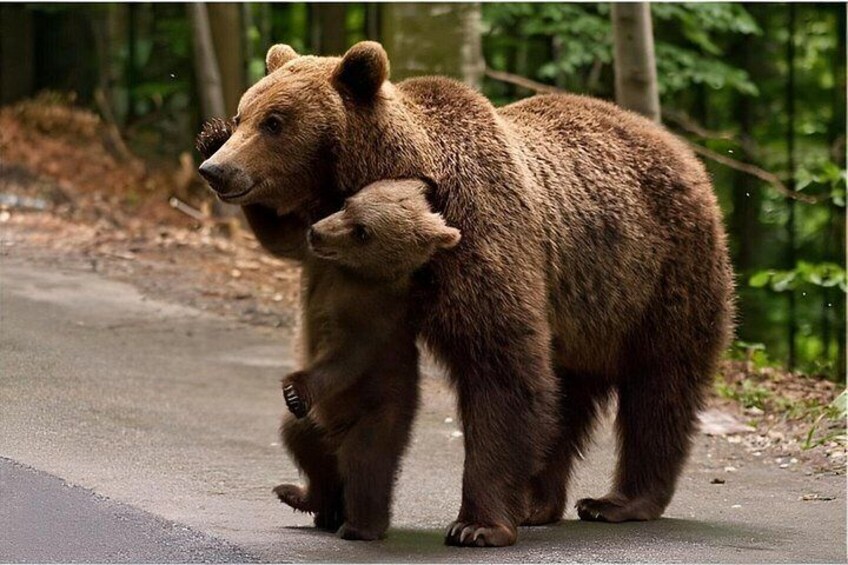 One day tour Dracula Castle. Libearty Bear Sanctuary. from Brasov 2