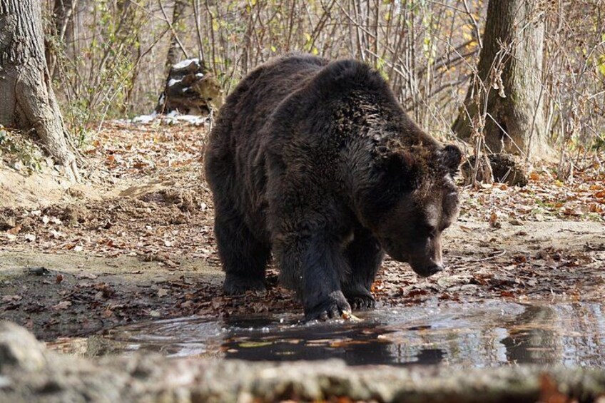 One day trip Bear Sanctuary, Dracula Castle, Rasnov Fortress from Brasov 5