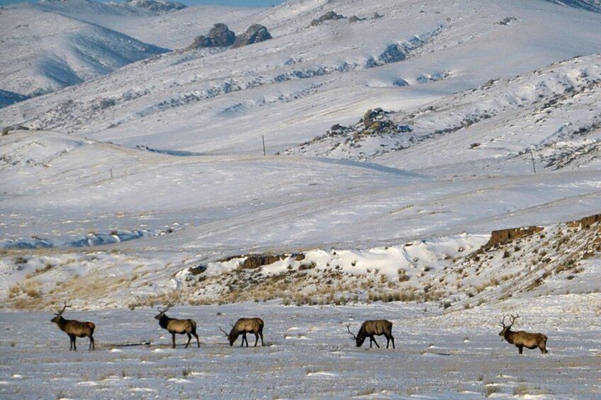 Wildlife at Khustai 2