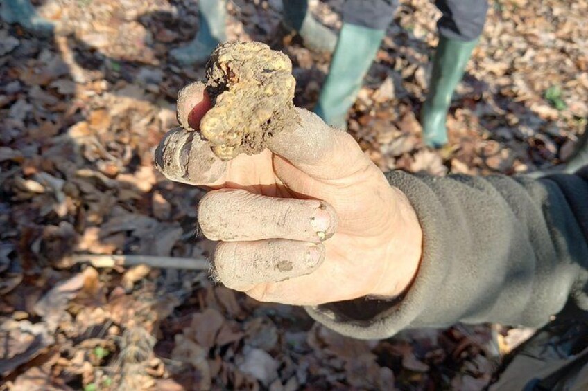 Truffle Hunt & Wine Tasting 2