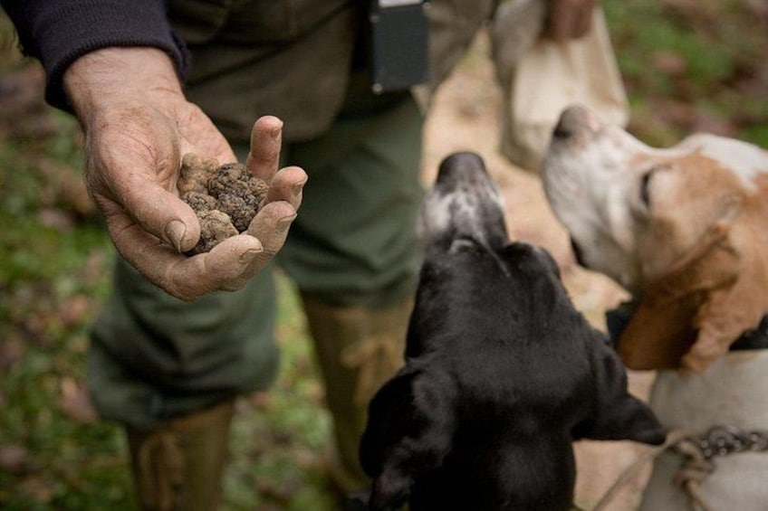 Truffle Hunting Experience Tour Tickets 1