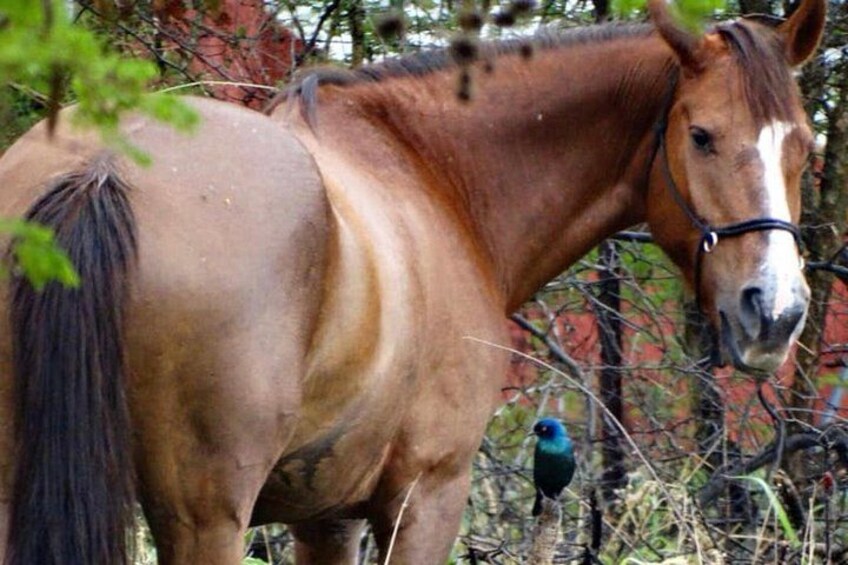 Guided Pony Riding in the Tranquil Surroundings of the Notwane Dam 2