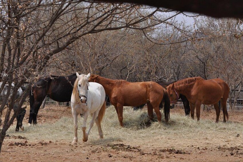 Guided Pony Riding in the Tranquil Surroundings of the Notwane Dam 4
