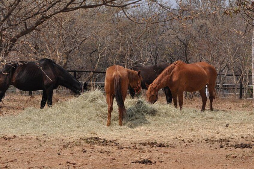 Guided Pony Riding in the Tranquil Surroundings of the Notwane Dam 5