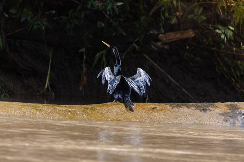 Ein Vogel fliegt über ein Gewässer. 3