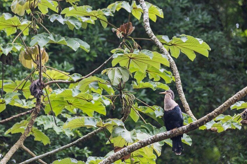 Ein Vogel sitzt auf einem Ast mit grünen Blättern. 5