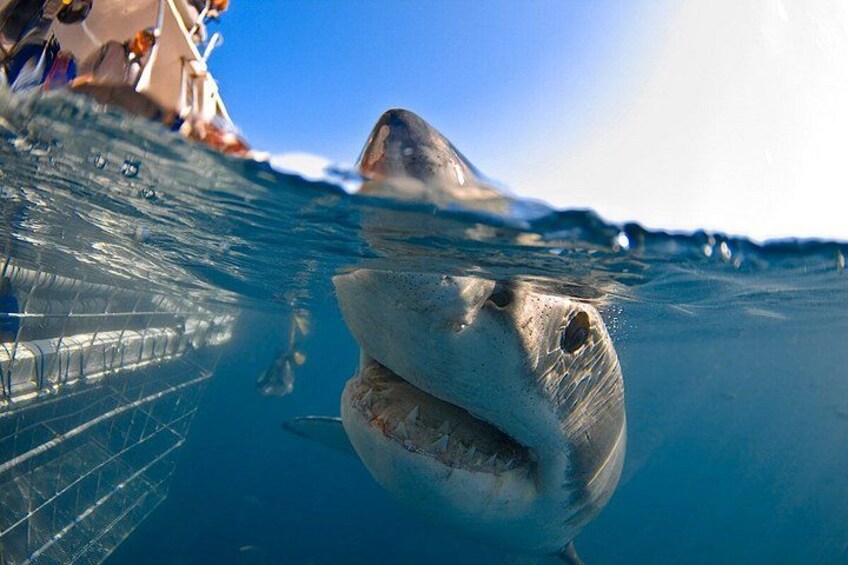 A shark swimming underwater near a boat. 1
