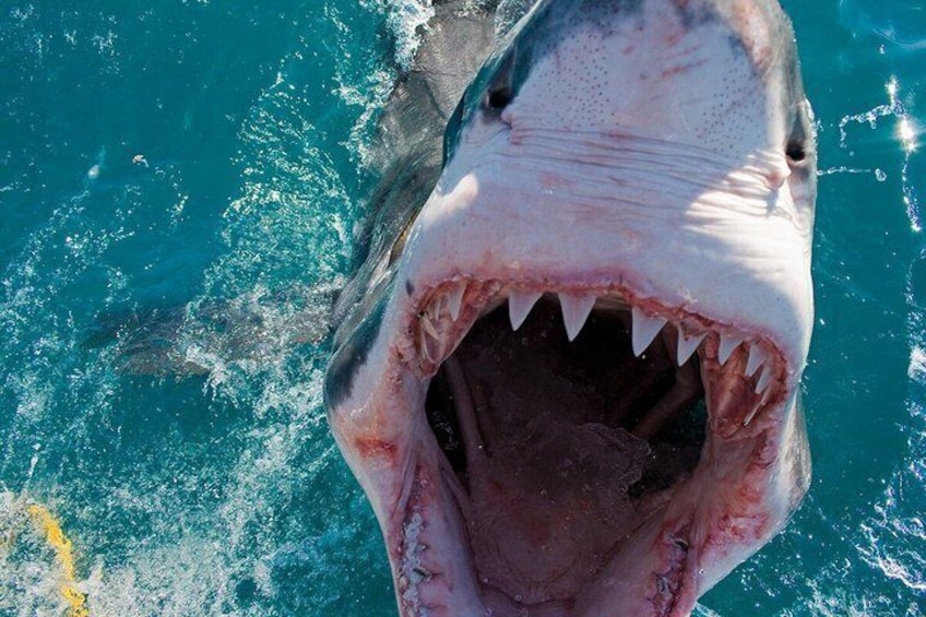 Shark Cage Diving with complimentary air in cage from Gansbaai 2