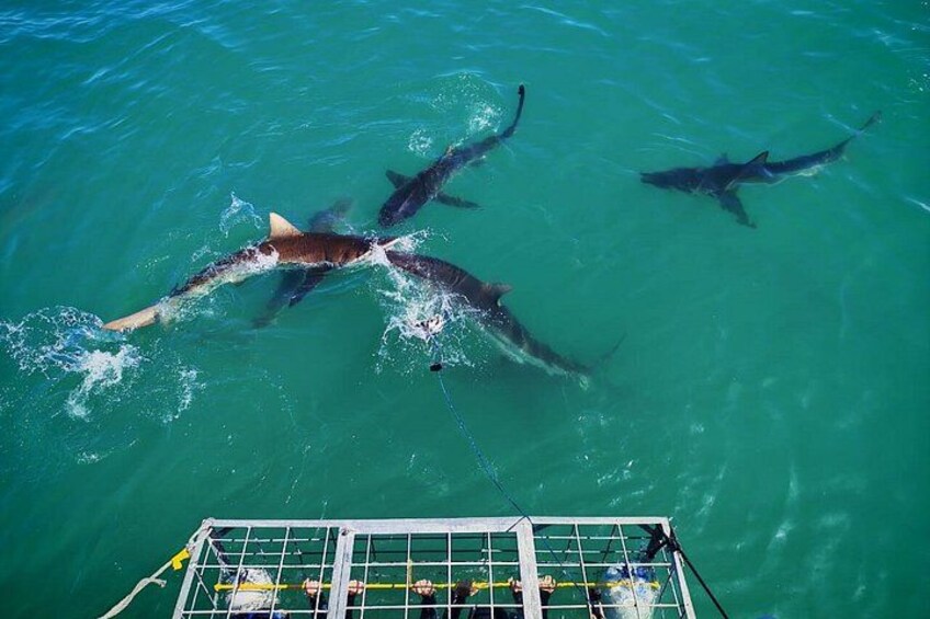 A group of sharks swimming in clear blue water. 3