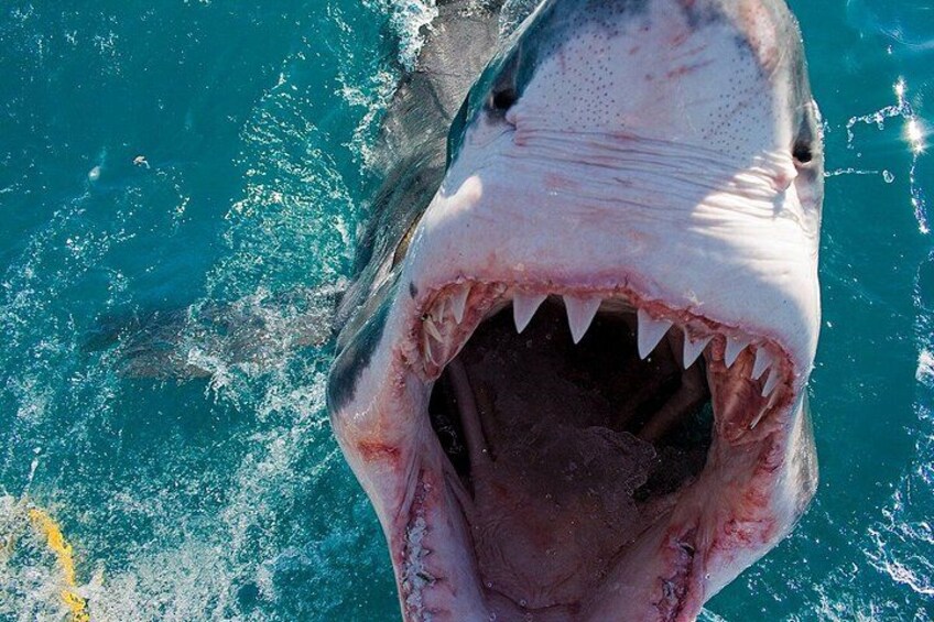 A shark with its mouth wide open, revealing sharp teeth. 2