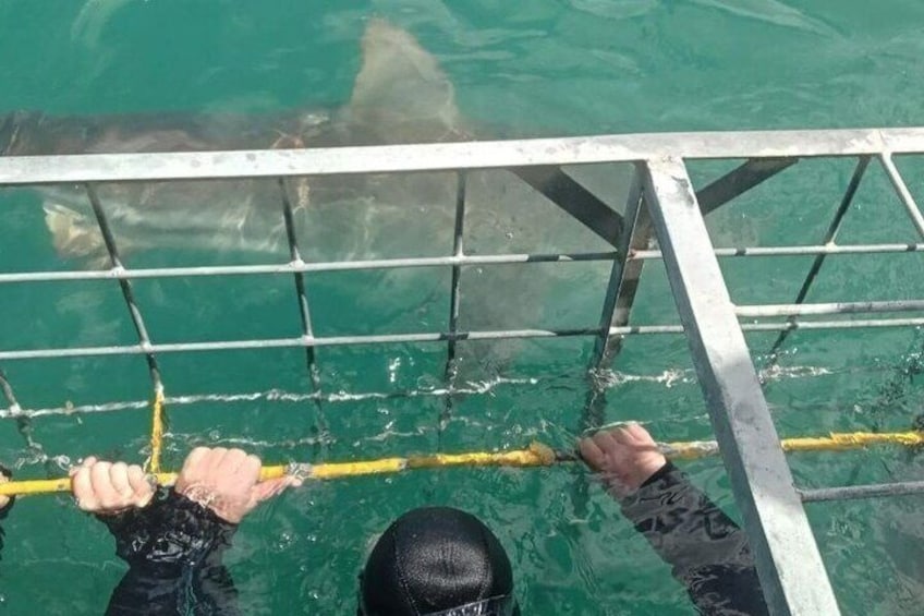 Shark Cage Diving with complimentary air in cage from Gansbaai 3