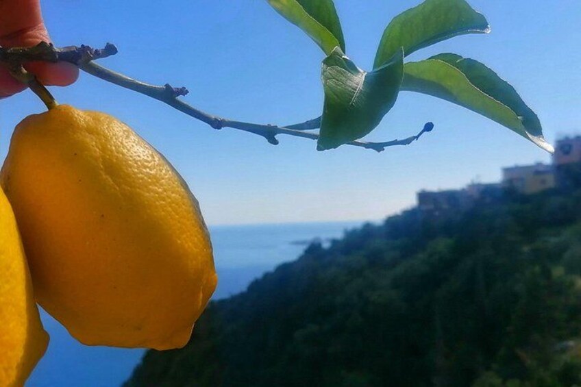 Small-Group Cooking Class in Positano: Gnocchi, Tiramisù & Drinks 5