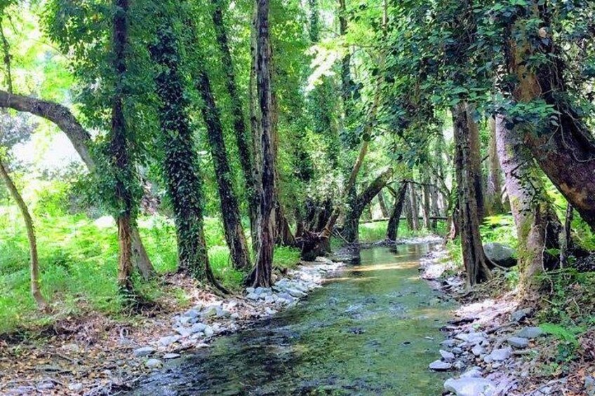 Explore Paphos forest with e-mountain bikes 2
