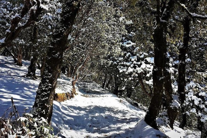 Trail covered in fresh snow during the onset of Winters 2