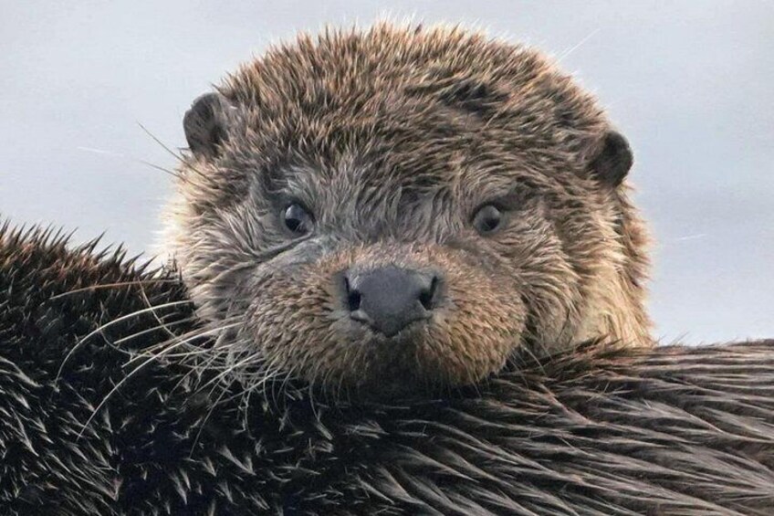 A close-up of an otter's face with wet fur and a clear view of its eyes. 3