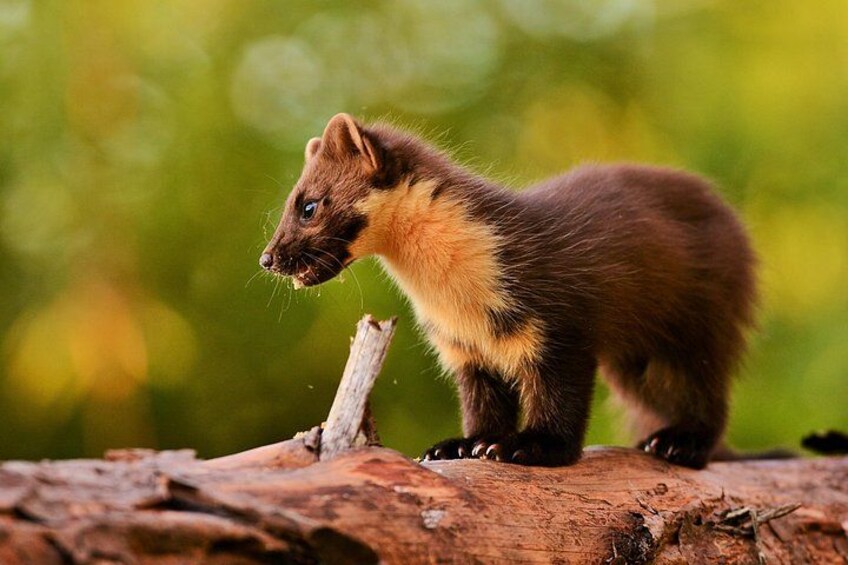 Pine Marten watching 5