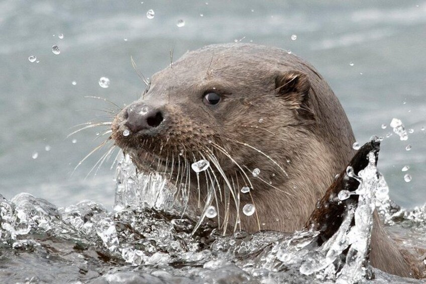 Otter is Water 2