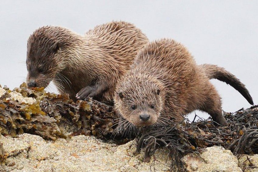 Two otters on a rocky shore with seaweed. 1