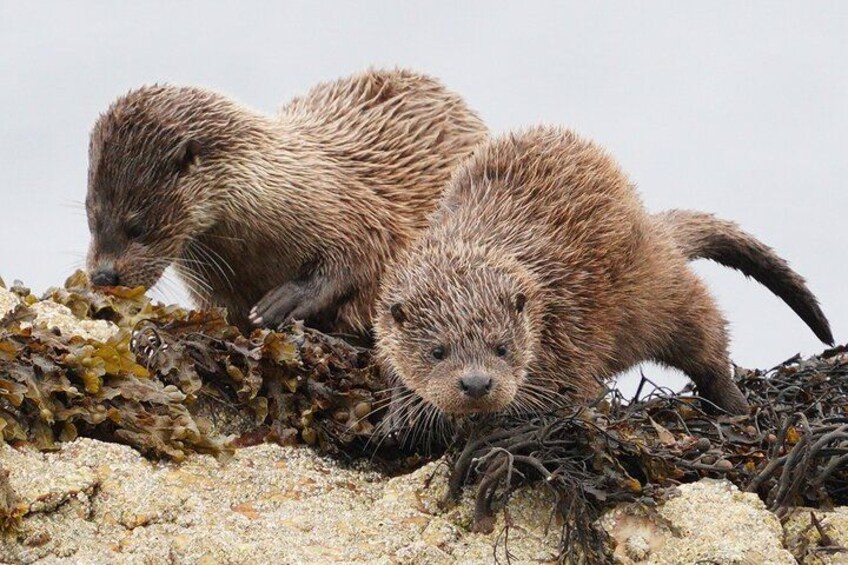 Two otters on a rocky shore. 1
