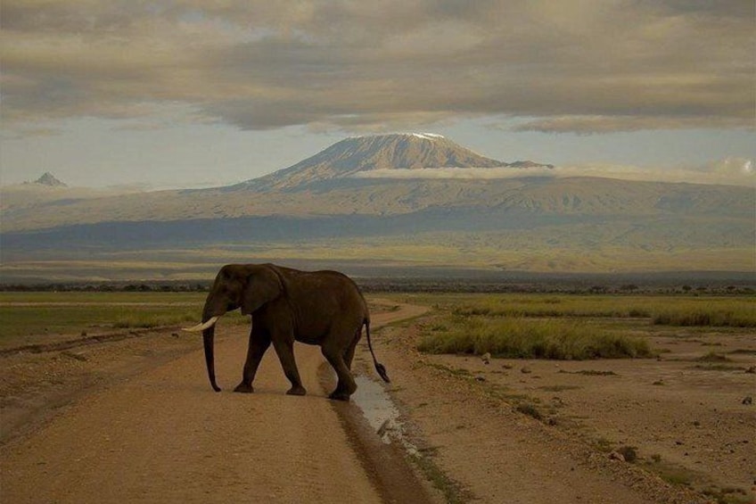 An elephant walking on a dirt road with a mountain in the background. 1