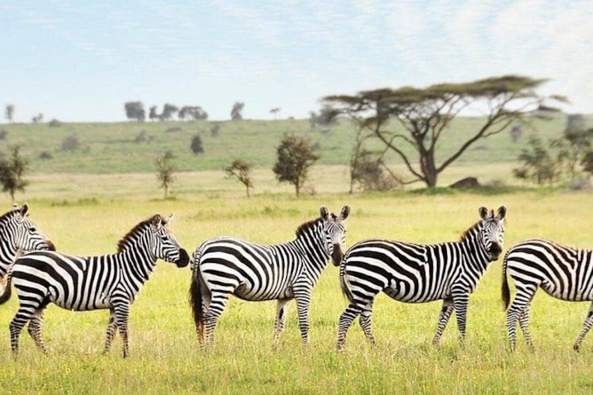 Zebras in a grassy field with trees and a clear sky. 4