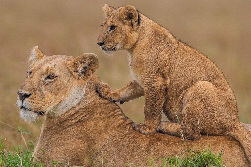 Two lions, one adult and one cub, in a grassy savannah. 5