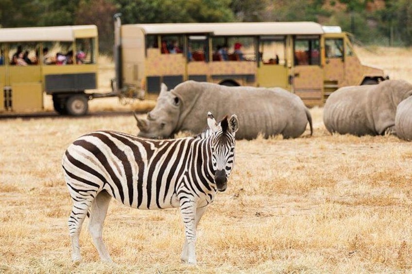 A zebra in a dry grass field with safari vehicles in the background. 3
