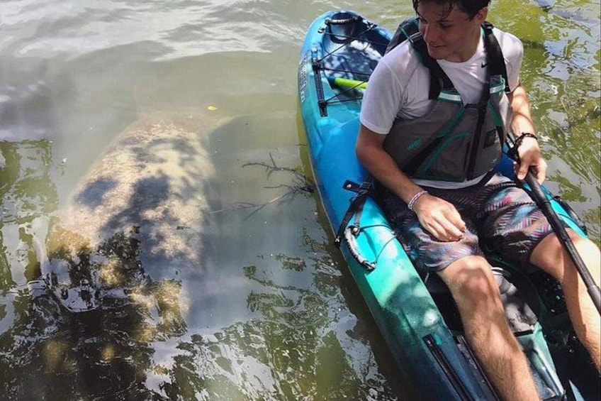 West Indian Manatee! 1