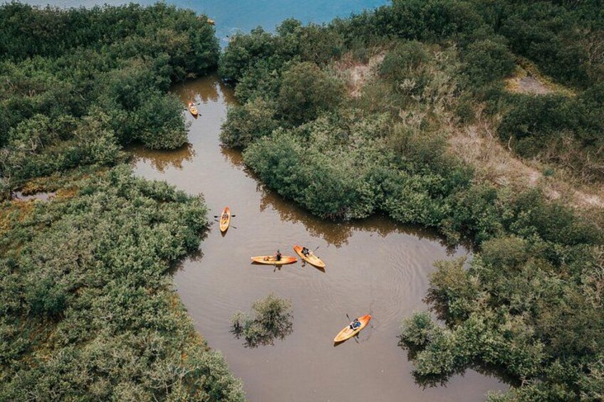 Thousand Island Mangrove Tunnel, Manatee & Dolphin Kayak Tour w/Cocoa Kayaking 2