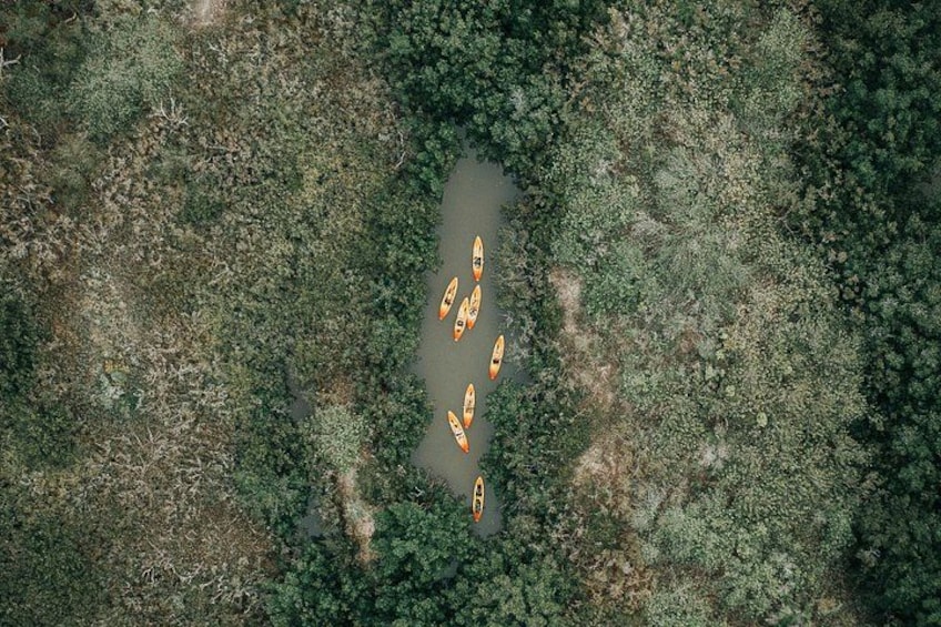 Thousand Island Mangrove Tunnel, Manatee & Dolphin Kayak Tour w/Cocoa Kayaking 3