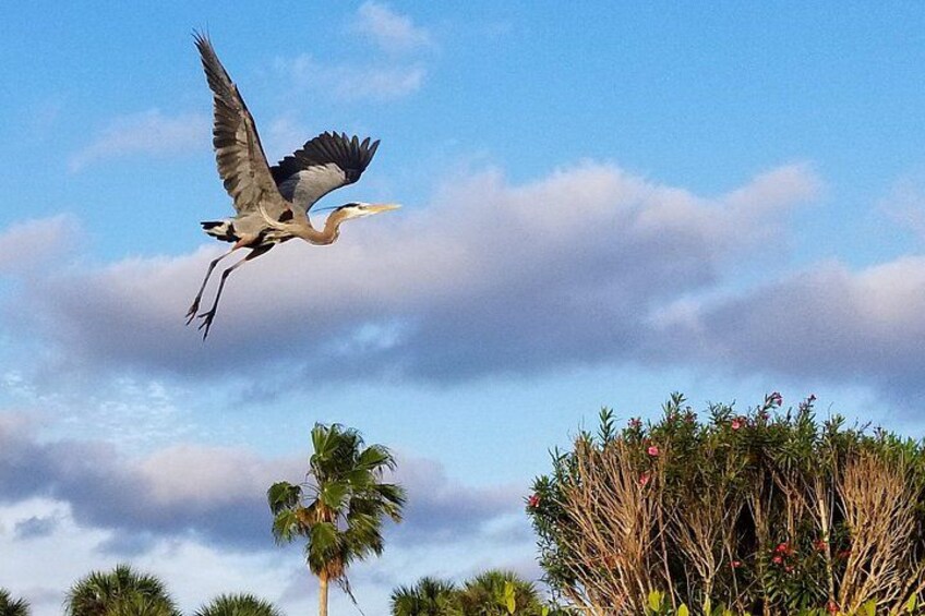 Kayak amongst Florida's Floridian birds in the Thousand Islands of Cocoa Beach with Cocoa Kayaking! 4