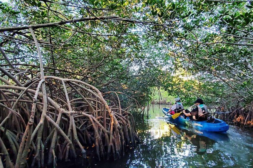 Thousand Island Mangrove Tunnel, Manatee & Dolphin Kayak Tour w/Cocoa Kayaking 2