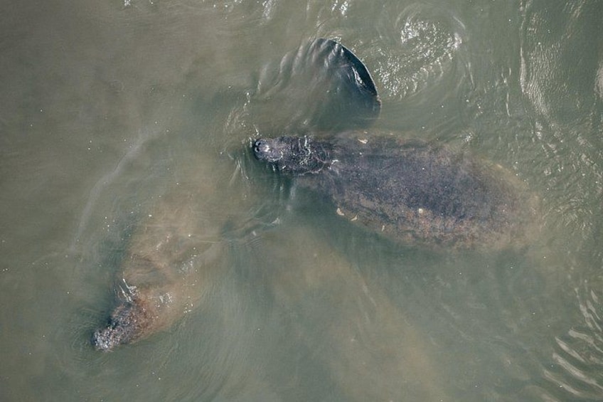 Thousand Island Mangrove Tunnel, Manatee & Dolphin Kayak Tour w/Cocoa Kayaking 3