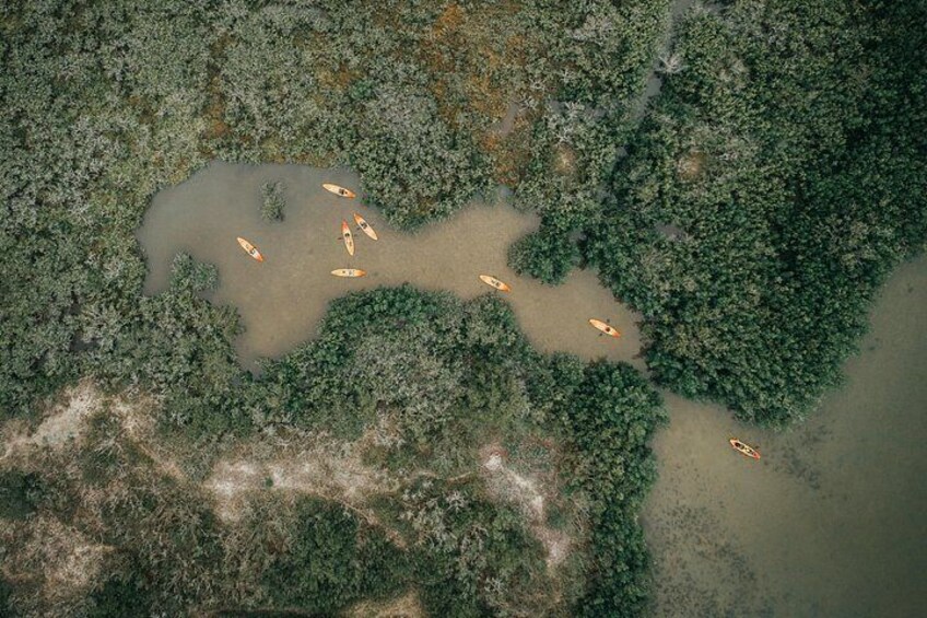 Thousand Island Mangrove Tunnel, Manatee & Dolphin Kayak Tour w/Cocoa Kayaking 2