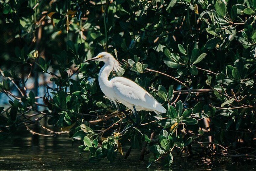 Thousand Island Mangrove Tunnel, Manatee & Dolphin Kayak Tour w/Cocoa Kayaking 3