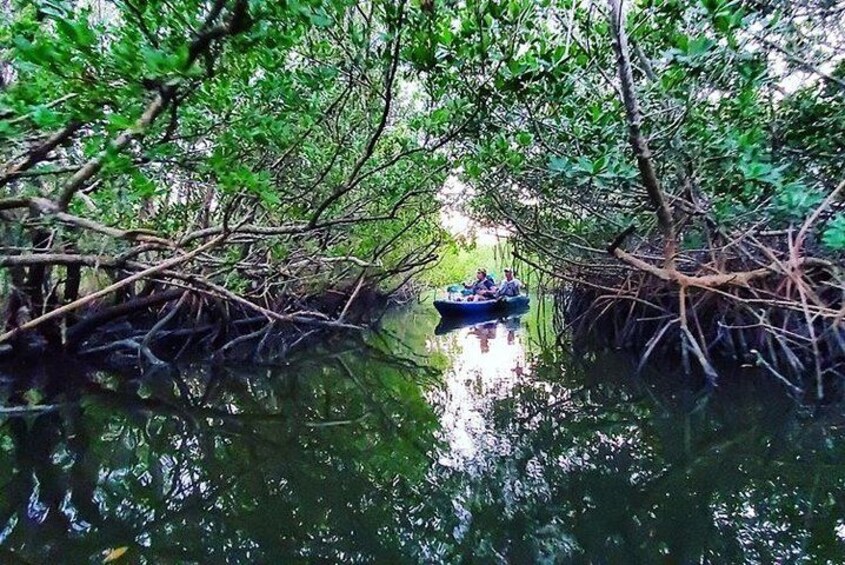 A boat navigating through mangrove roots in a calm river. 3