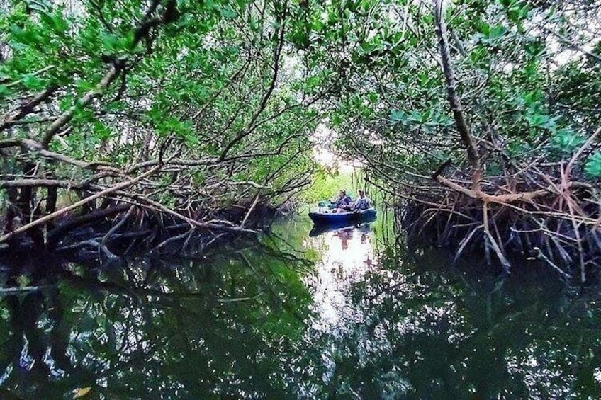 Thousand Islands Mangrove Tunnel Sunset Kayak Tour with Cocoa Kayaking! 3