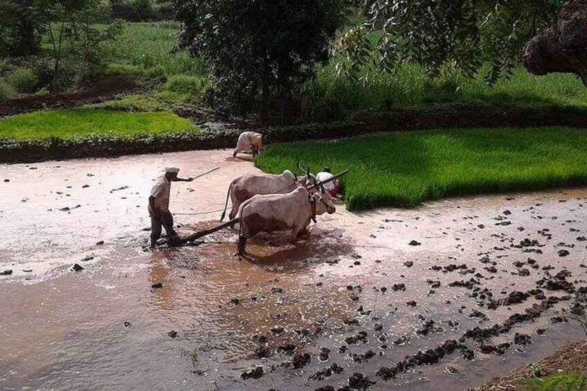Khadakwasla Dam, Sinhagad Fort Tour by Car 4