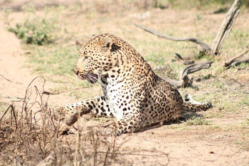 A leopard lying on the ground in a dry, grassy area with sparse vegetation. 3