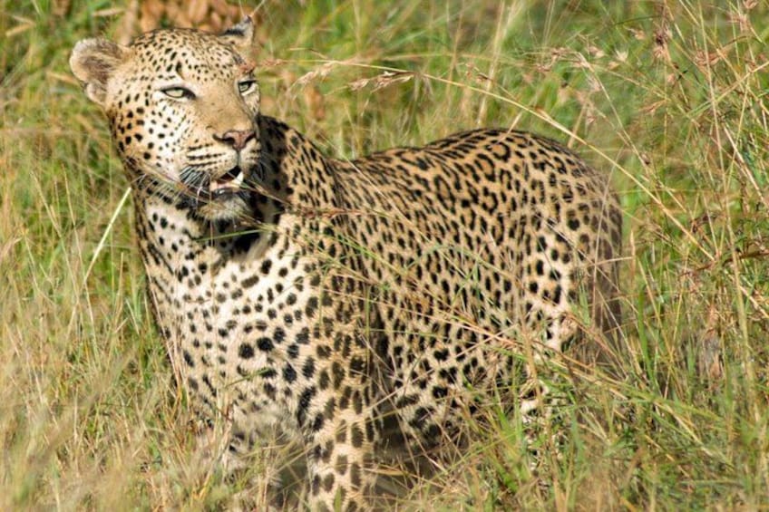 A leopard in tall grass. 1