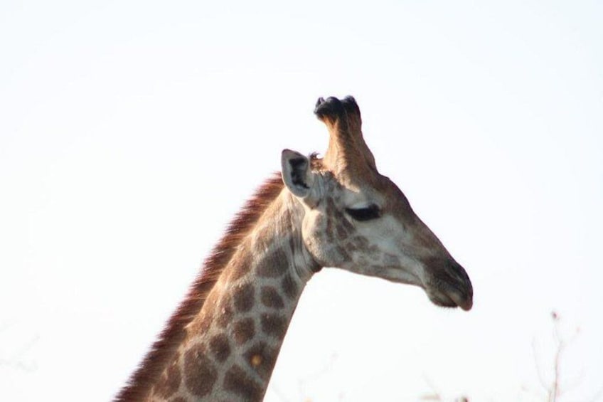 A giraffe's head and neck. 2