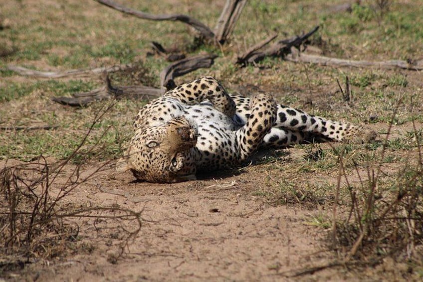 A leopard lying on the ground in a grassy area. 4