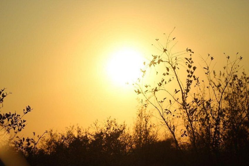 A sunset with the sun low on the horizon, silhouetting trees and bushes. 5